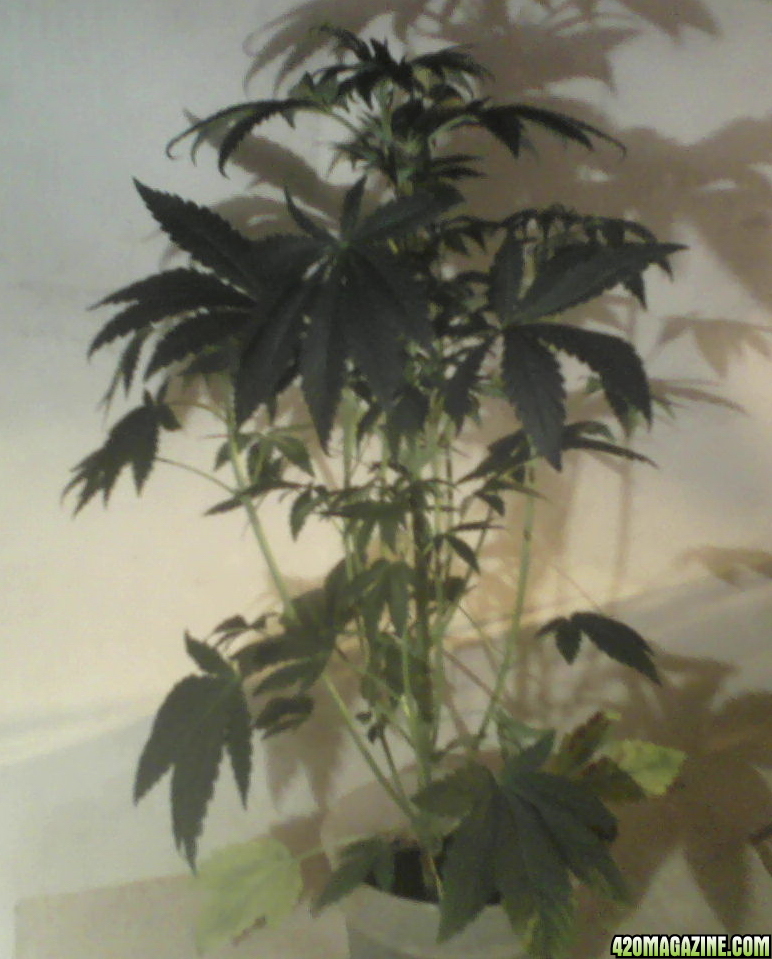 new strain,new strains, 29 days, shangrila