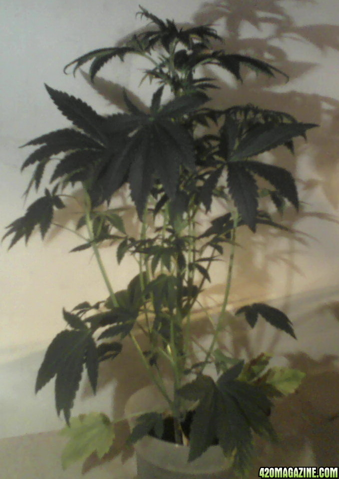 new strain,new strains, 29 days, shangrila