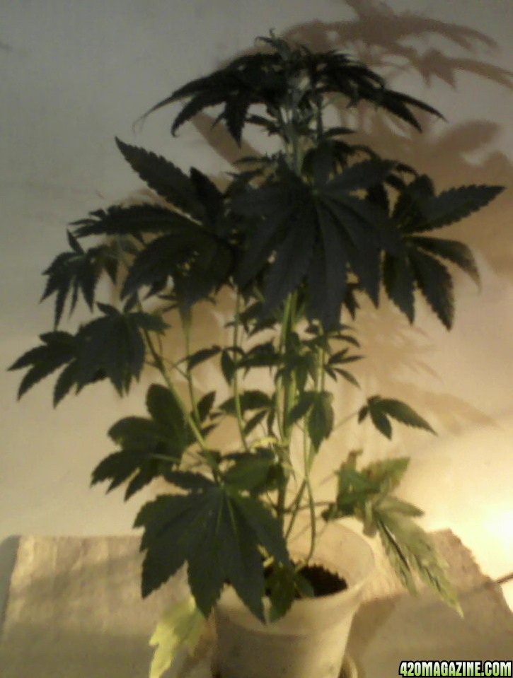 new strain,new strains, 29 days, shangrila