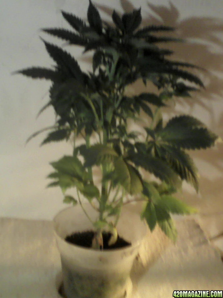 new strain,new strains, 29 days, shangrila