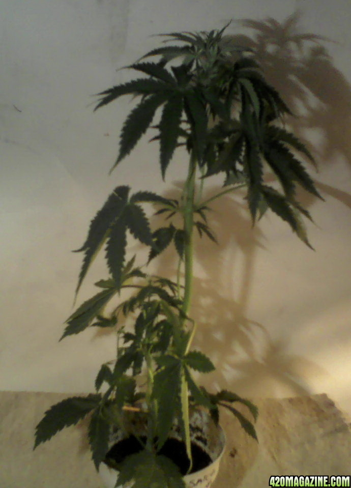 new strain,new strains, 29 days, shangrila