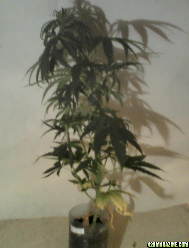 new strain,new strains, 29 days, shangrila