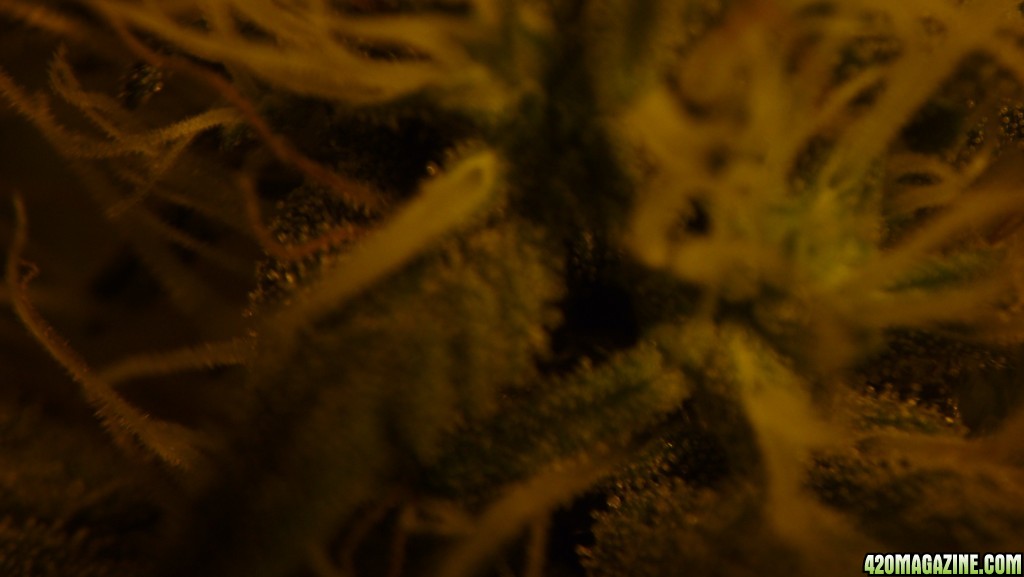 new strain,new strains, 5. weeks of flowering, shangrila