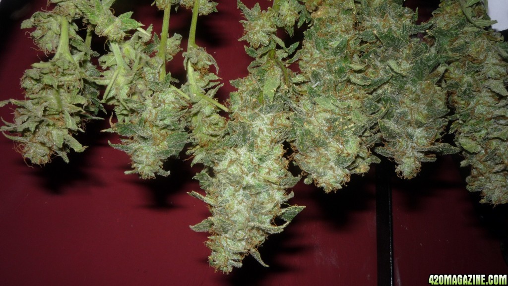 new strain,new strains,  shangrila