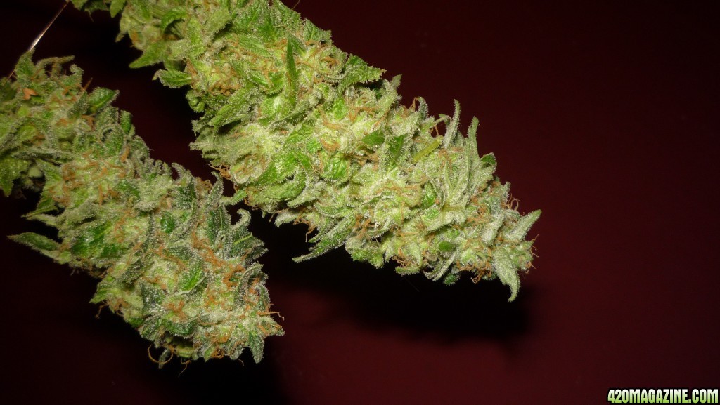 new strain,new strains,  shangrila