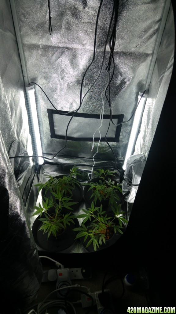 New veg tent