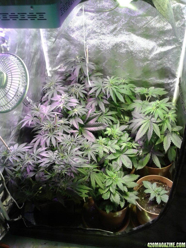 new_grow3