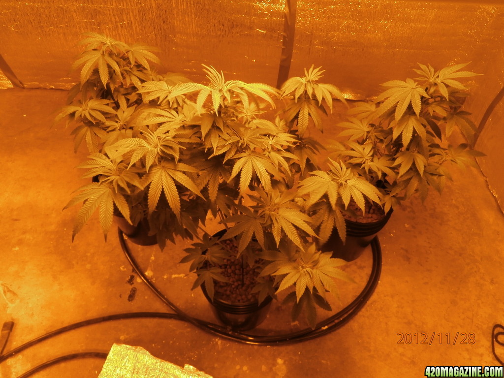 new_grow_11-28-12_13_