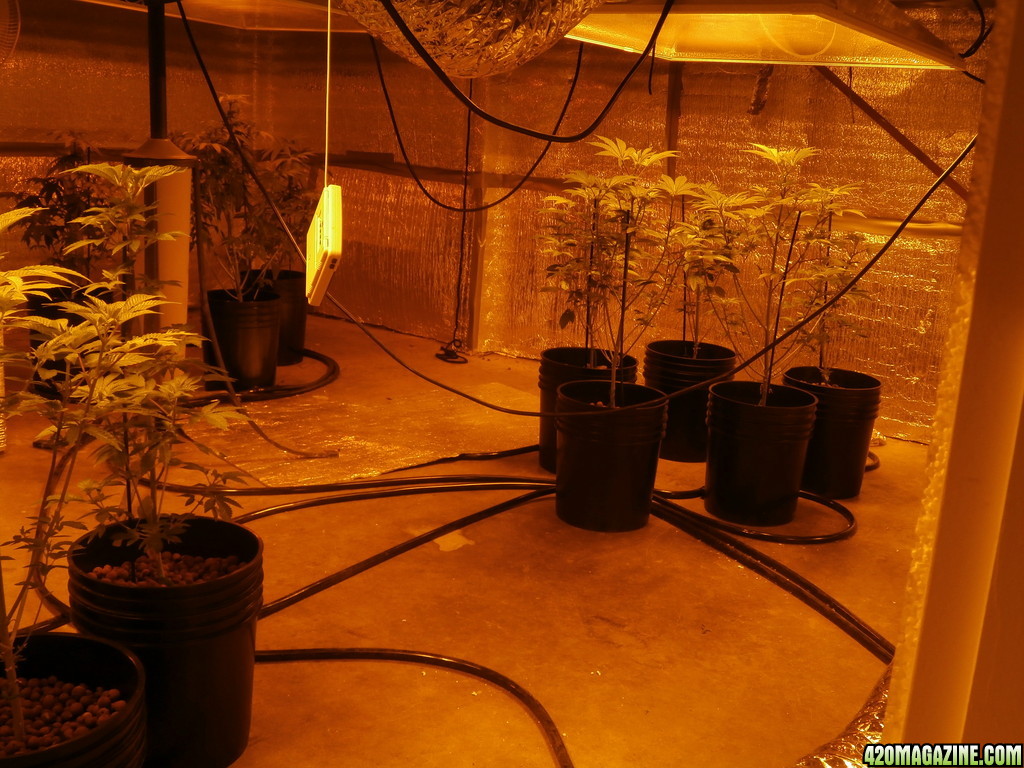 new_grow_11-28-12_17_