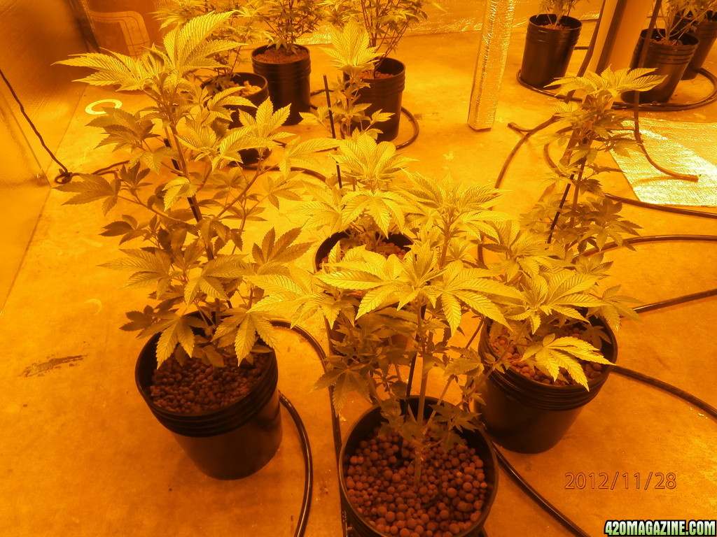 new_grow_11-28-12_8_