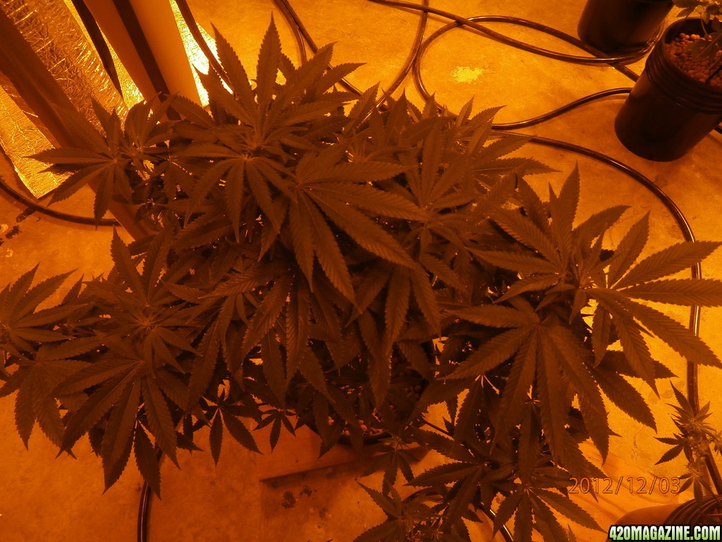 new_grow_12-3-12_2_