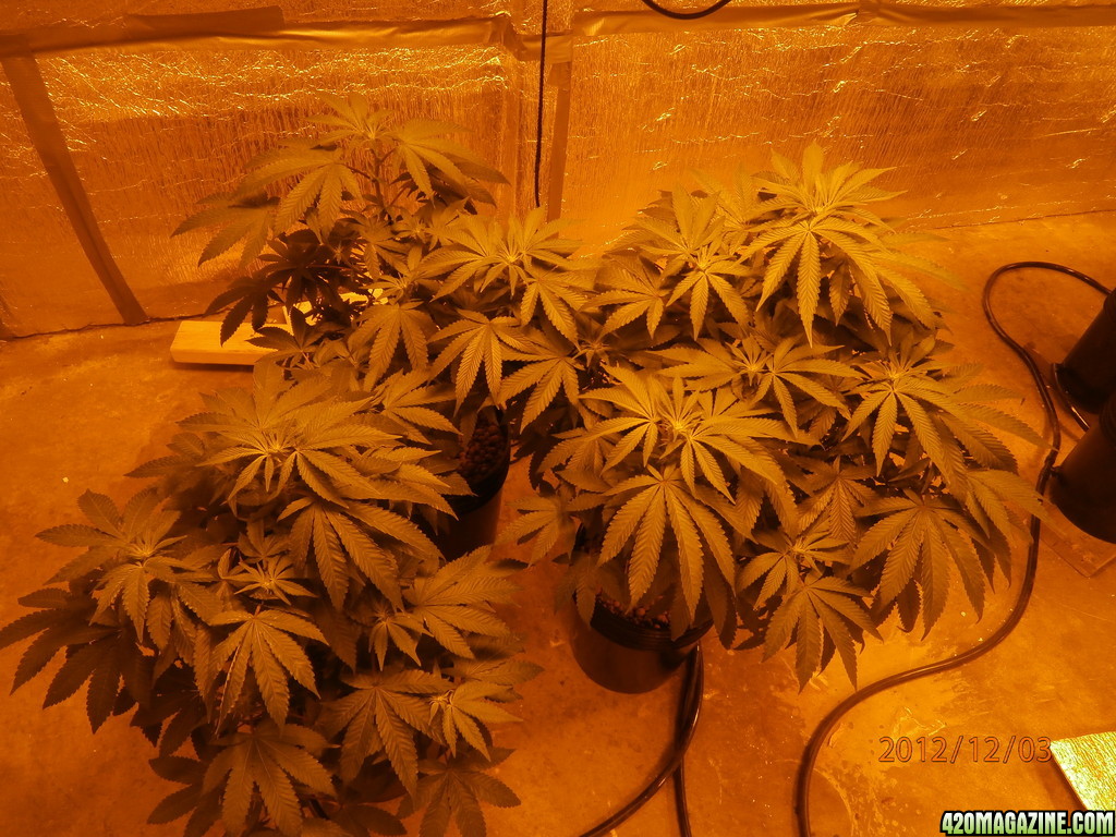 new_grow_12-3-12_4_