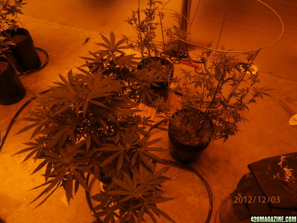 new_grow_12-3-12_6_