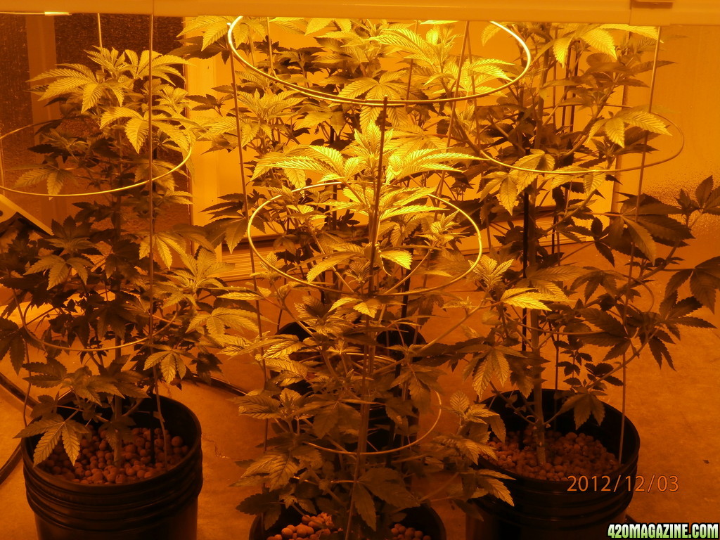 new_grow_12-3-12_7_