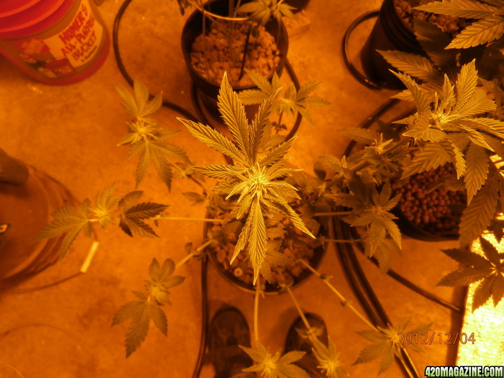 new_grow_12-4-12_1_3_