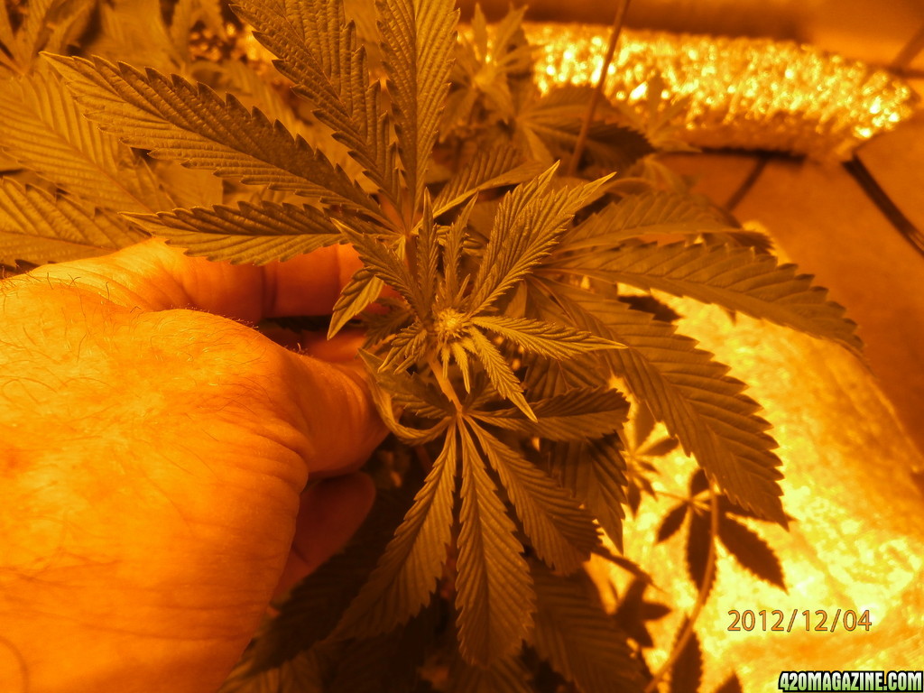 new_grow_12-4-12_1_4_