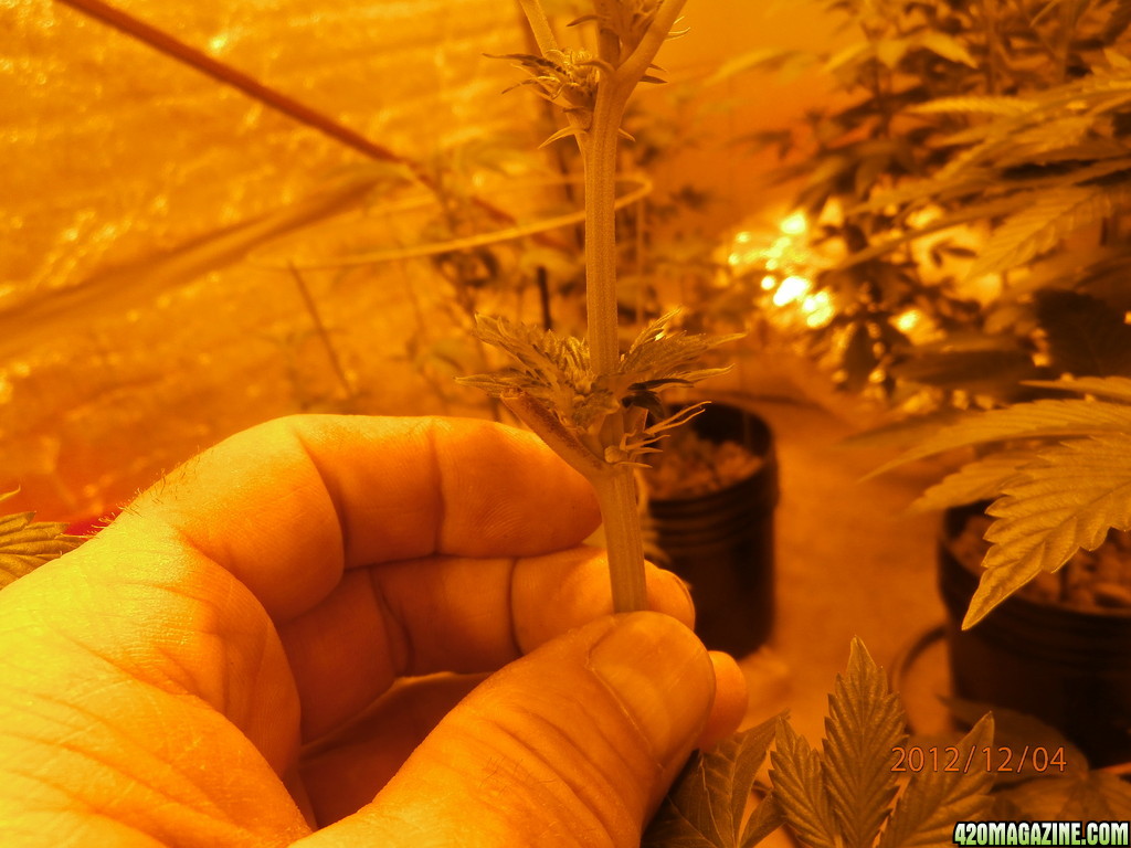 new_grow_12-4-12_1_5_