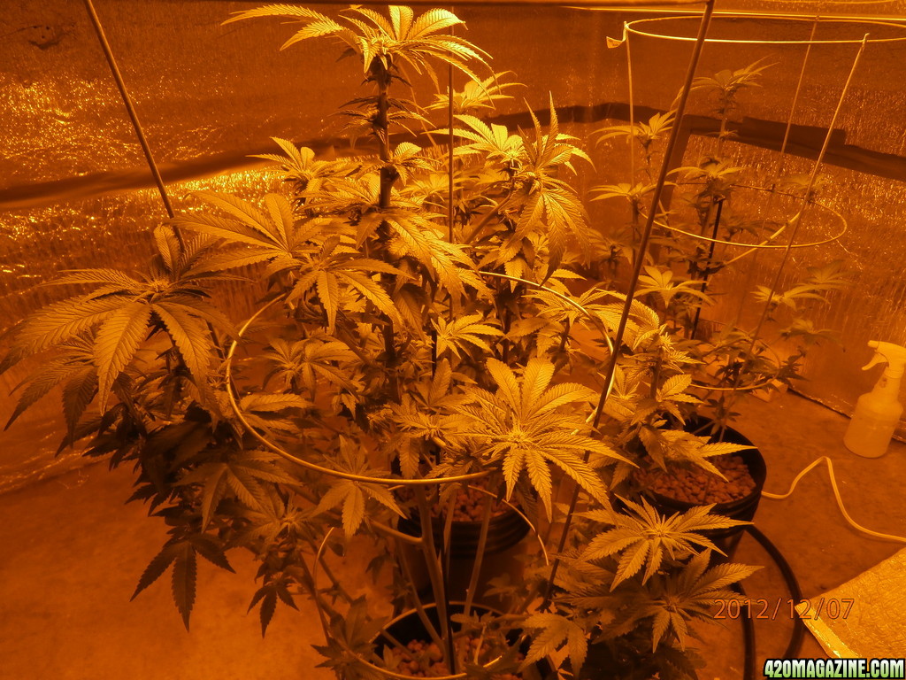 new_grow_12-7-12_3_