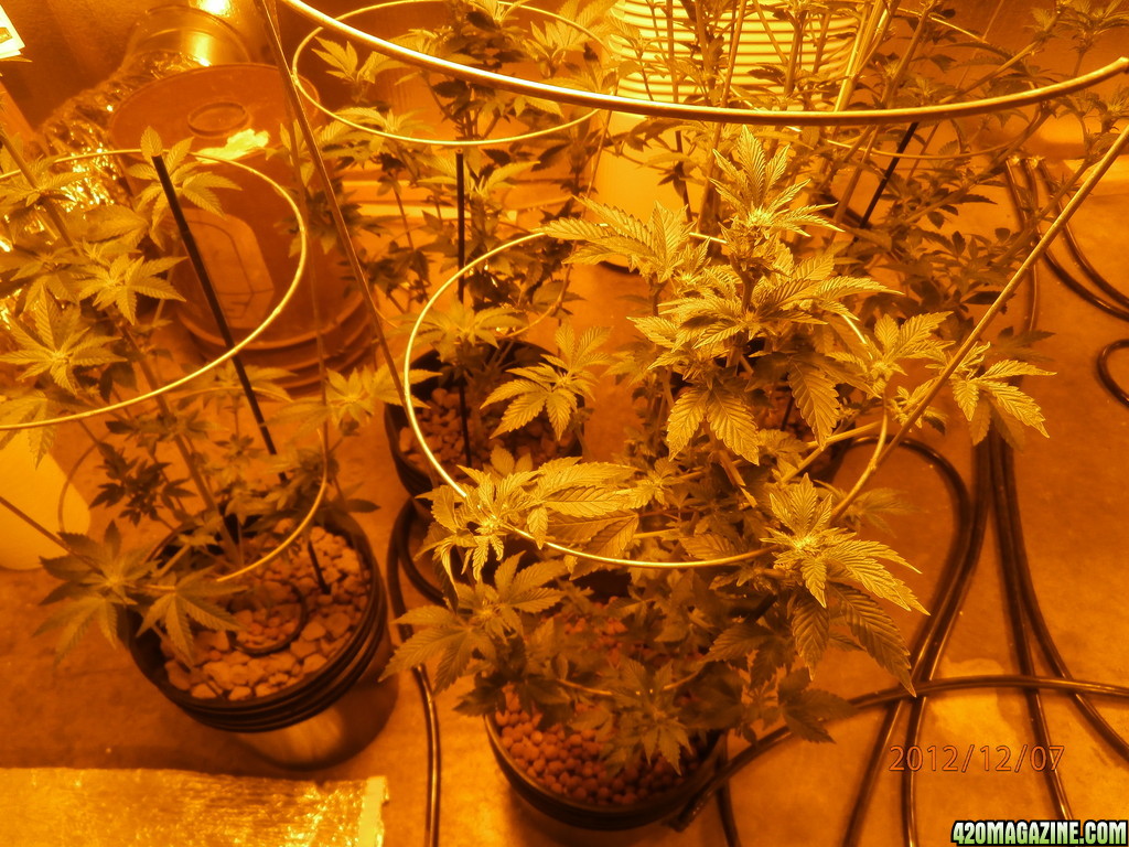 new_grow_12-7-12_4_