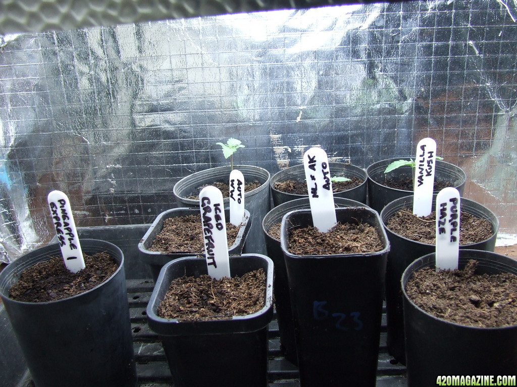 New_strain_seedlings