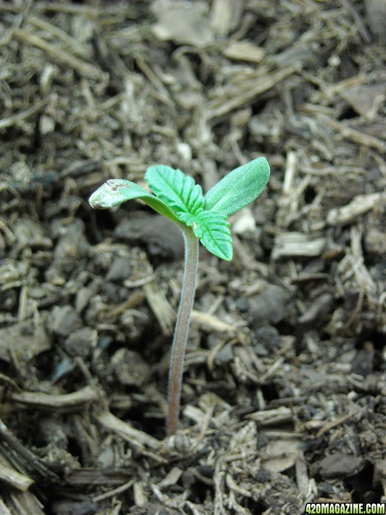 Newest Seedling on August 22, 2013