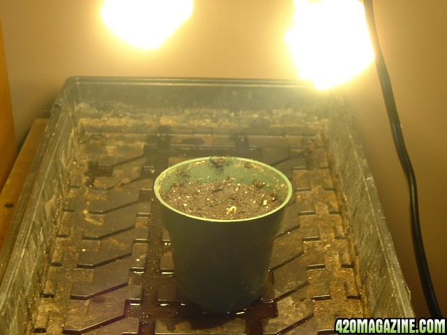 Newly sprouted Master Kush