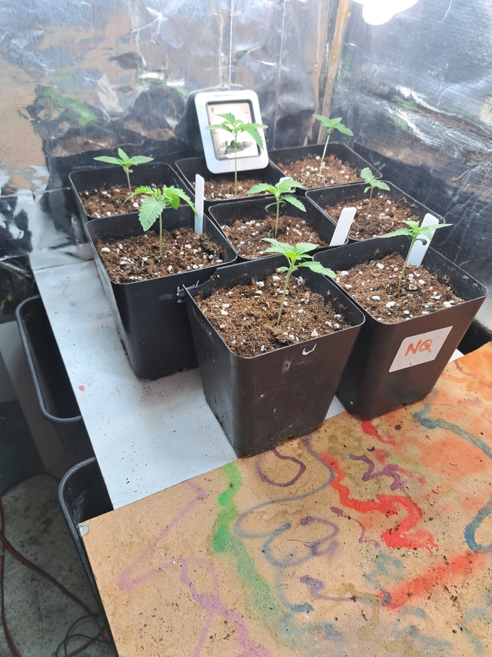 Next.4 Dutch Passion (Euphoria) and 4 Phoneix seeds(White Widow)