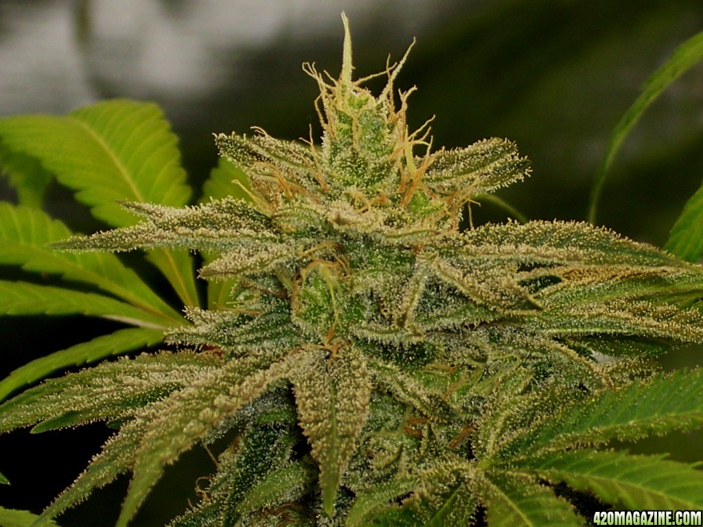 Next Generation Grapefruit Diesel