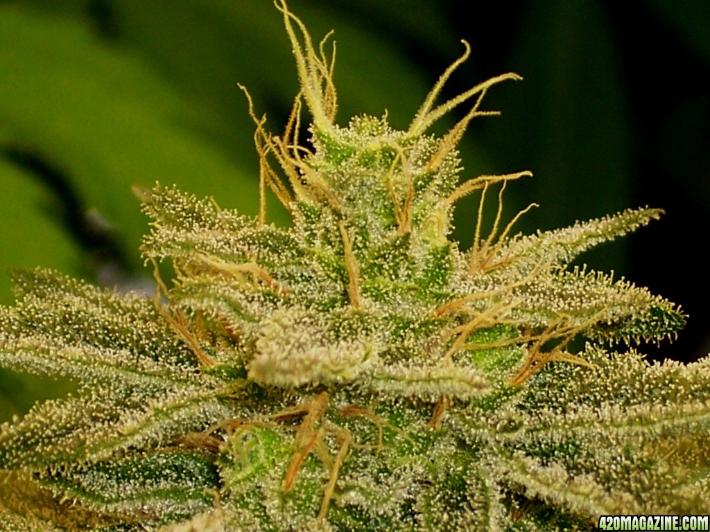 Next Generation Grapefruit Diesel