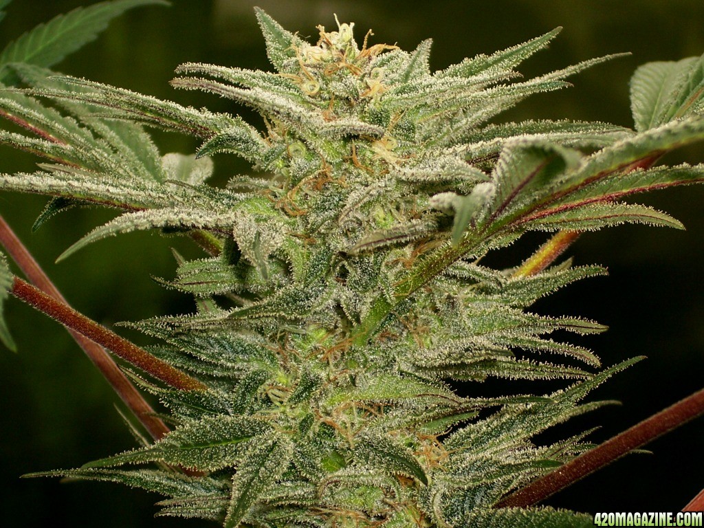 Next Generation Grapefruit Diesel