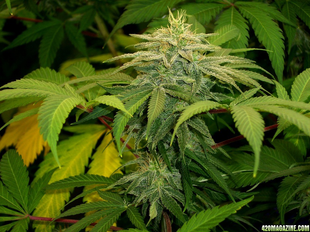 Next_Generation_Grapefruit_Diesel