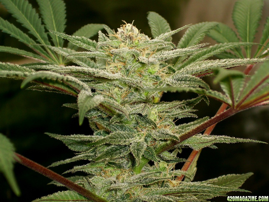 Next_Generation_Grapefruit_Diesel