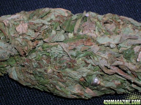 Nicce Exotic bud