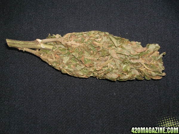 Nicce Exotic bud