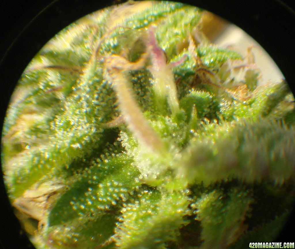 Nice milky trichomes