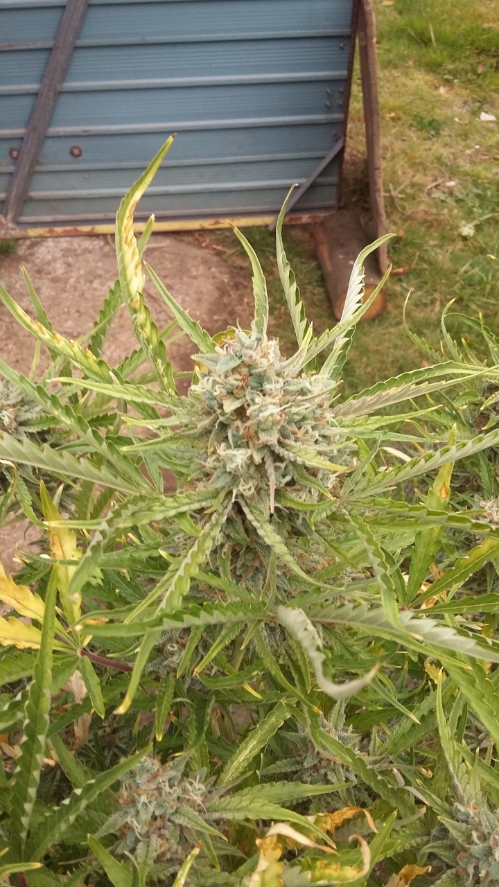 Nice pineapple bud.jpg