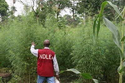 nigeria grow