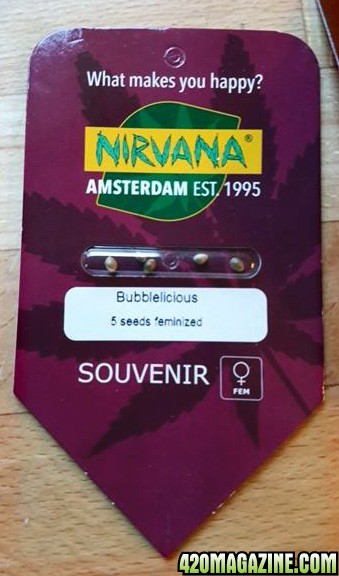 Nirvana - Bubbleicious - Feminized