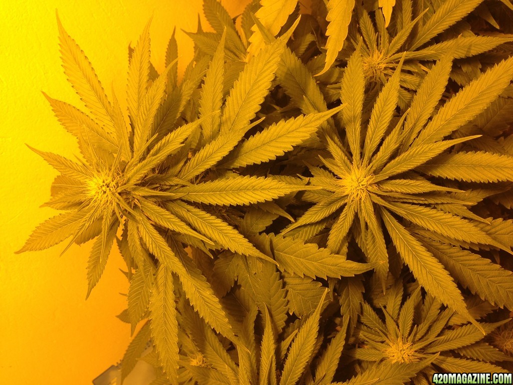 Nirvana bubblelicious 20 days 12/12