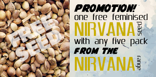 Nirvana promotion