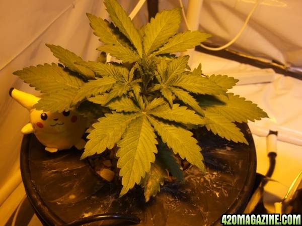 Nirvana Seeds "Medusa" Grow