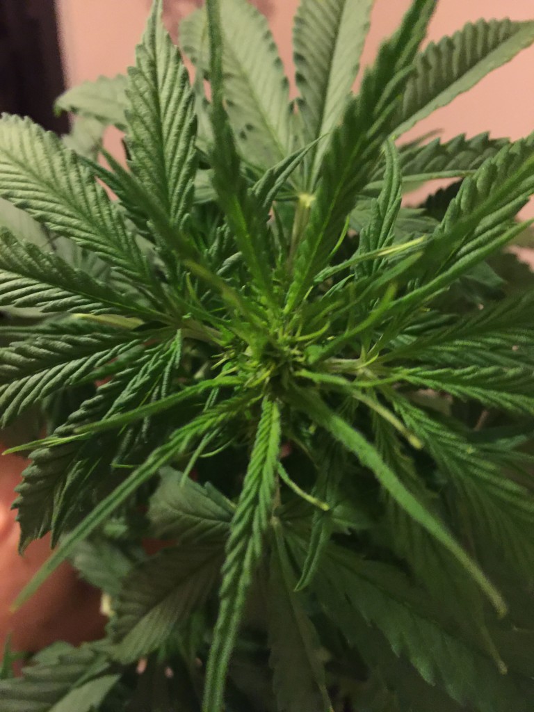 Nirvana short rider day 35