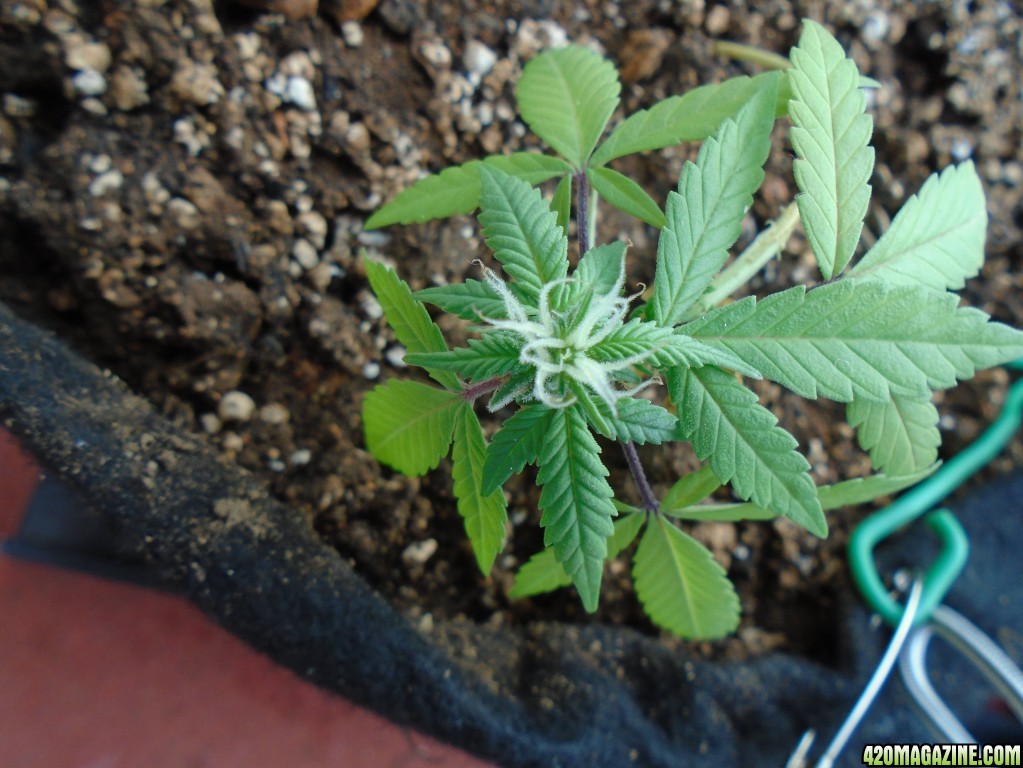 Nitrogen deficiency - Dying, or simply done?