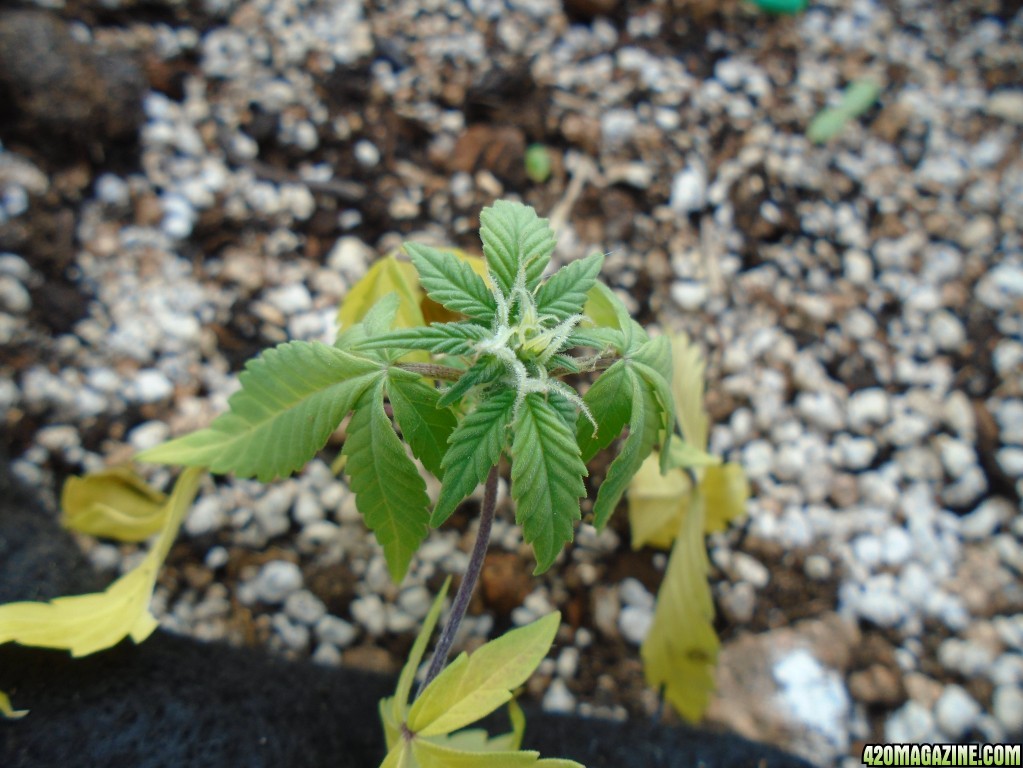 Nitrogen deficiency - Dying, or simply done?