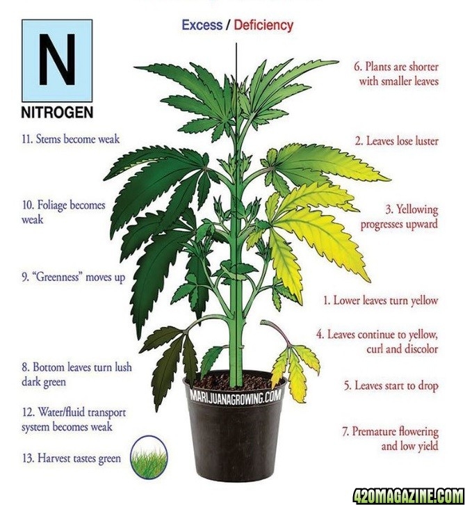 Nitrogen deficiency.jpg