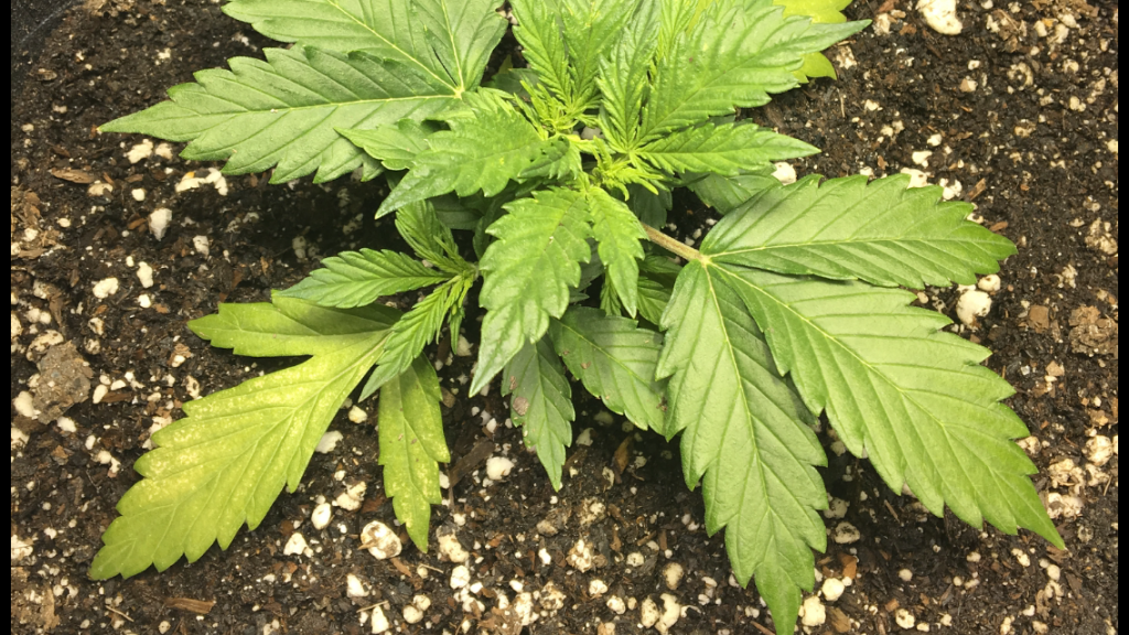 Nitrogen deficiency or transplant shock?