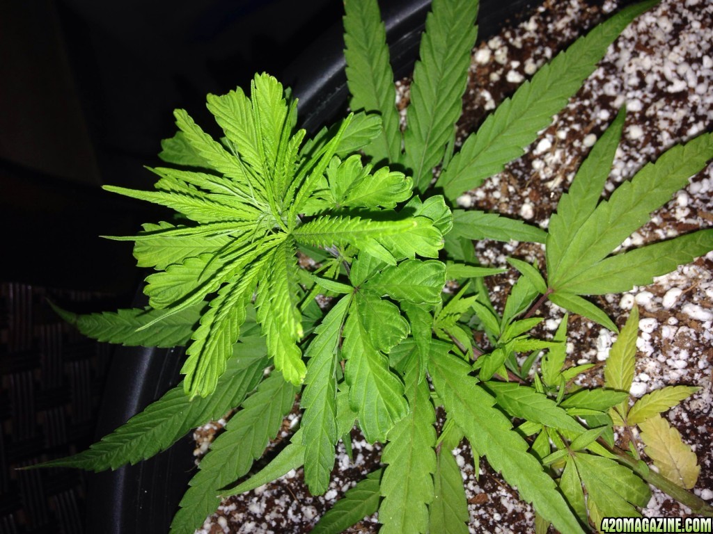 Nitrogen deficiency?