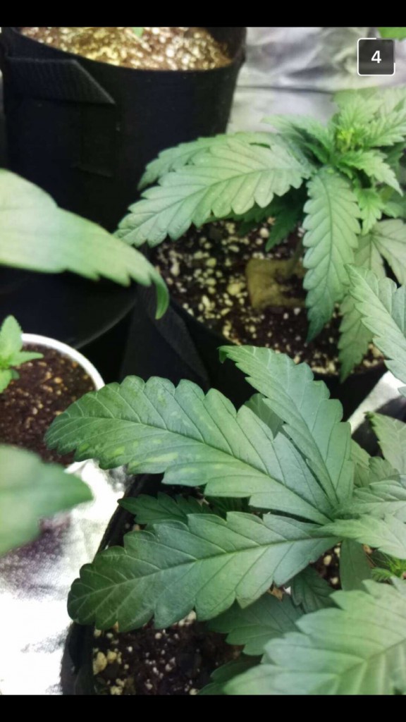 Nitrogen Toxicity? Trying to Diagnose