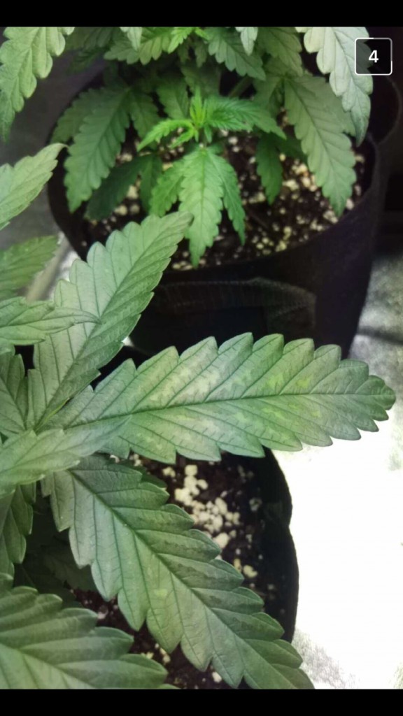 Nitrogen Toxicity? Trying to Diagnose