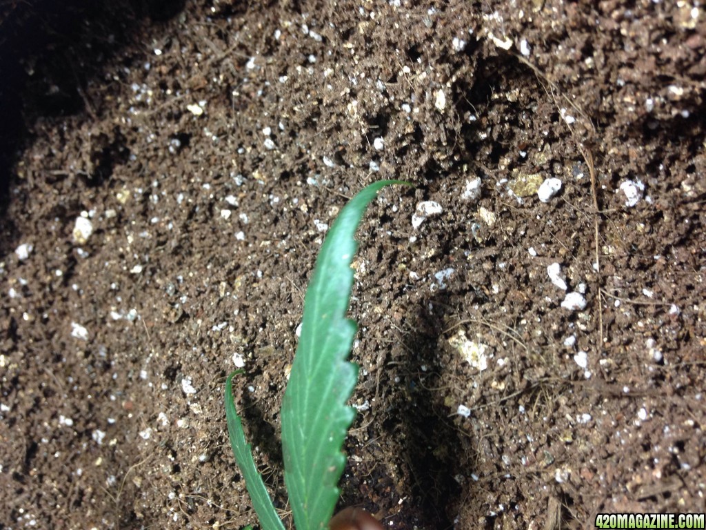 Nitrogen toxicity?